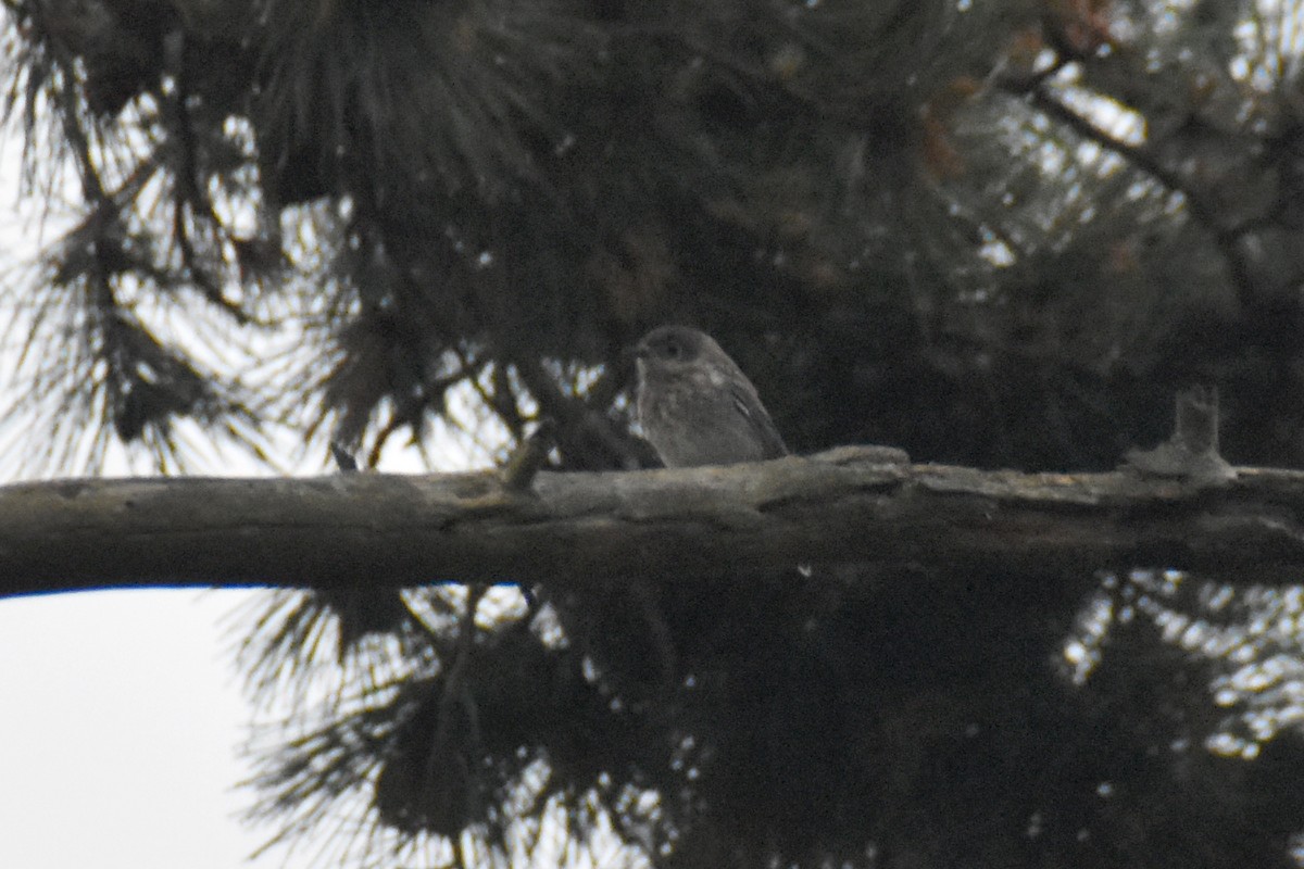 Blue-gray Gnatcatcher - ML620172607