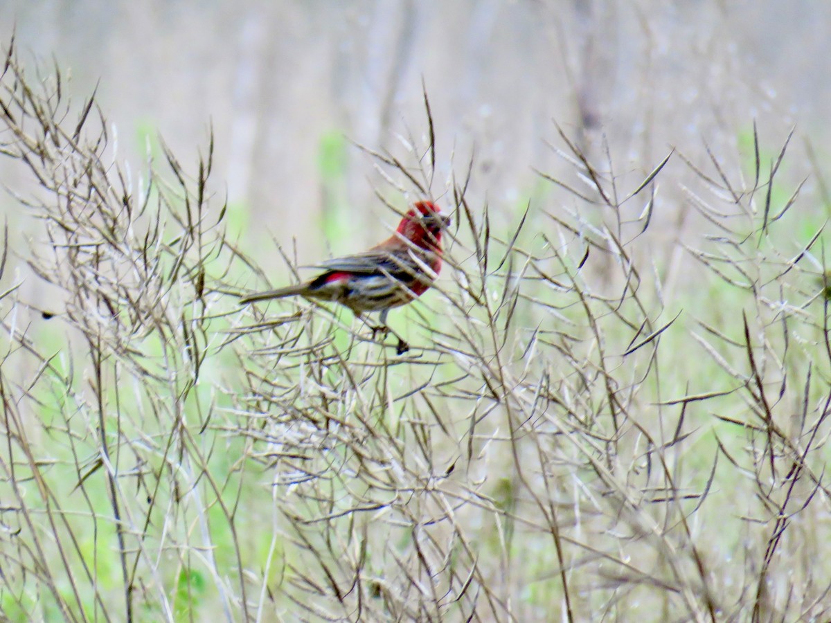 House Finch - ML620172610