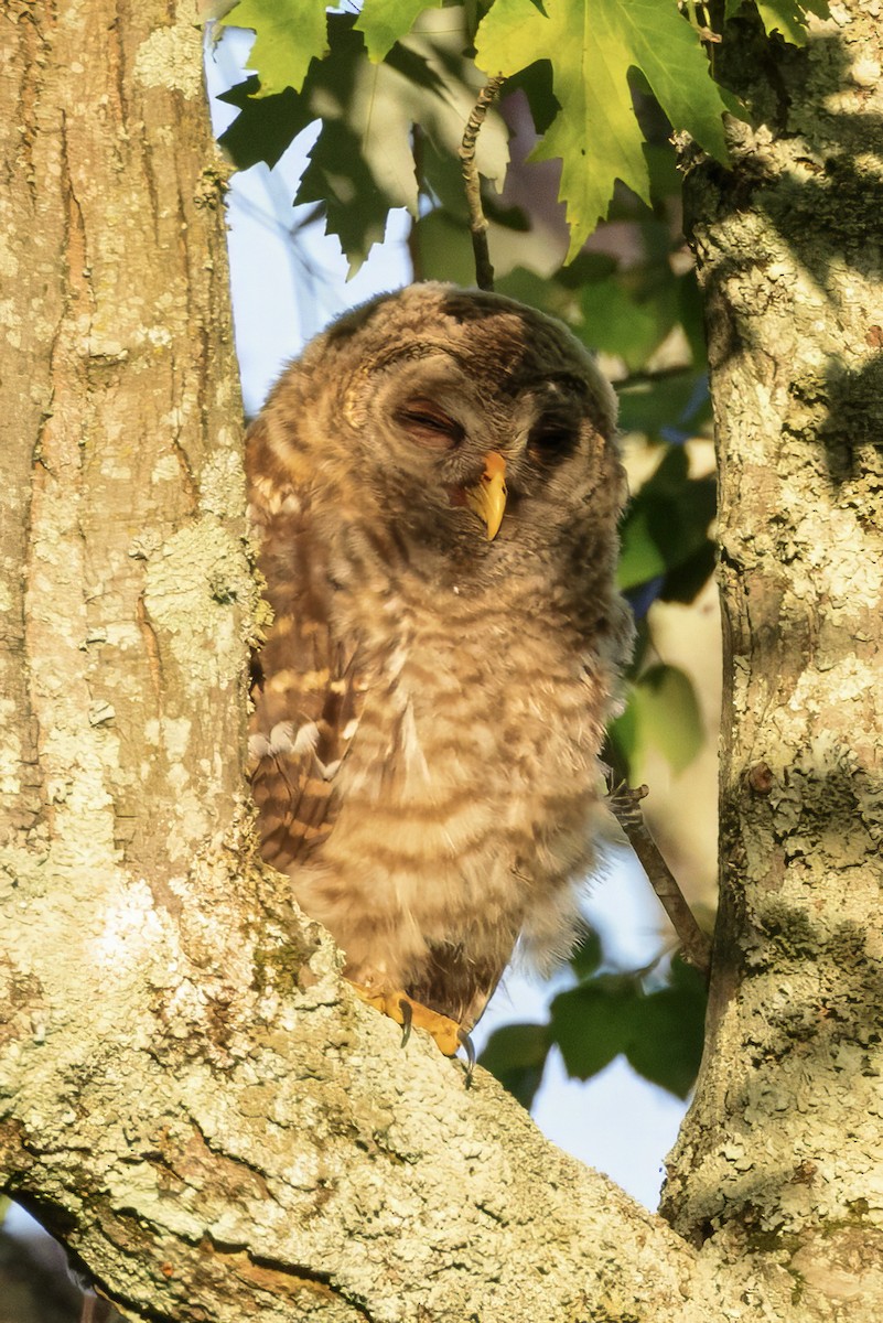 Barred Owl - ML620172612