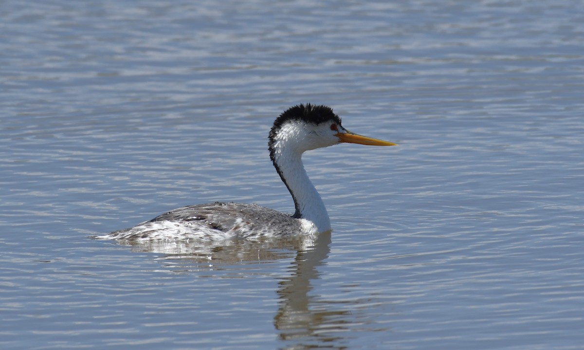 Clark's Grebe - ML620172617