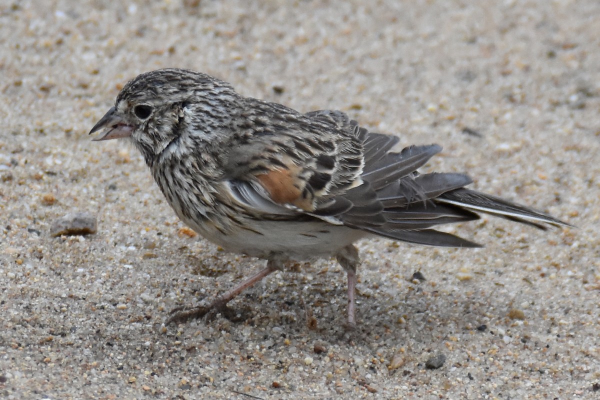 Vesper Sparrow - ML620172621