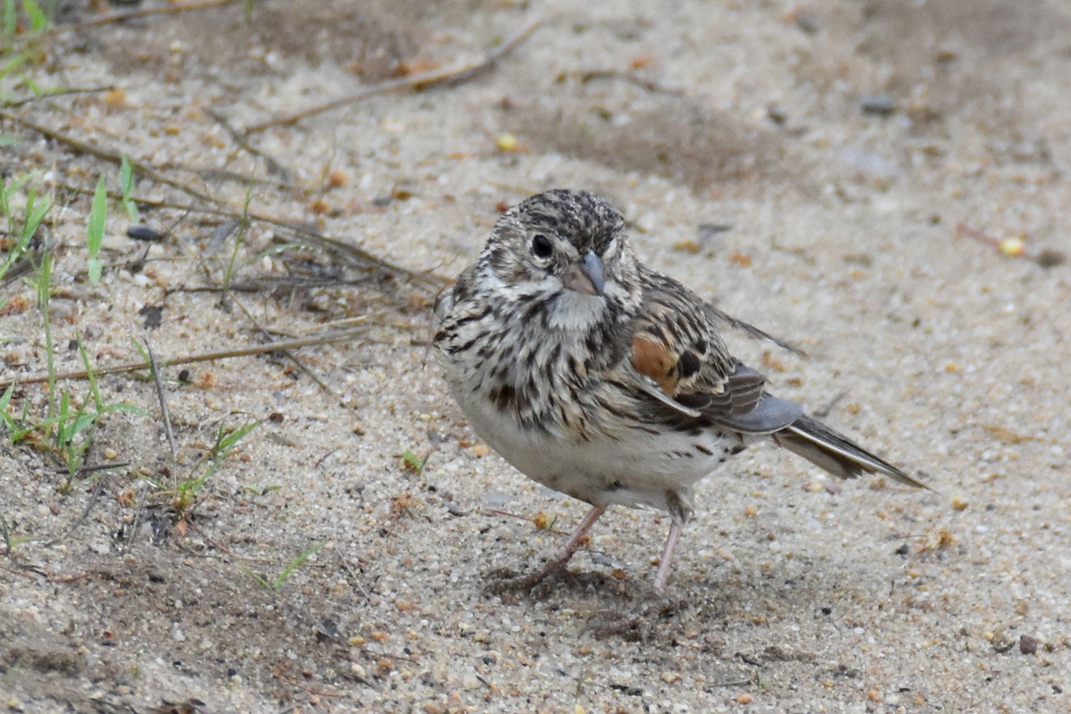 Vesper Sparrow - ML620172623