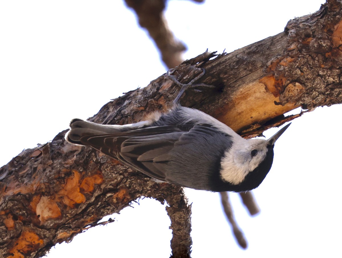 White-breasted Nuthatch - ML620172626