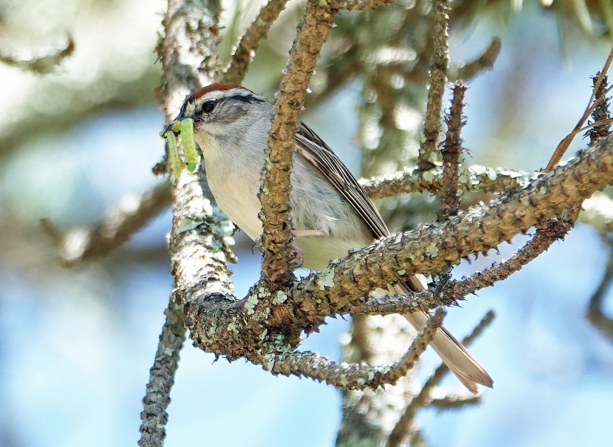 Chipping Sparrow - ML620172627