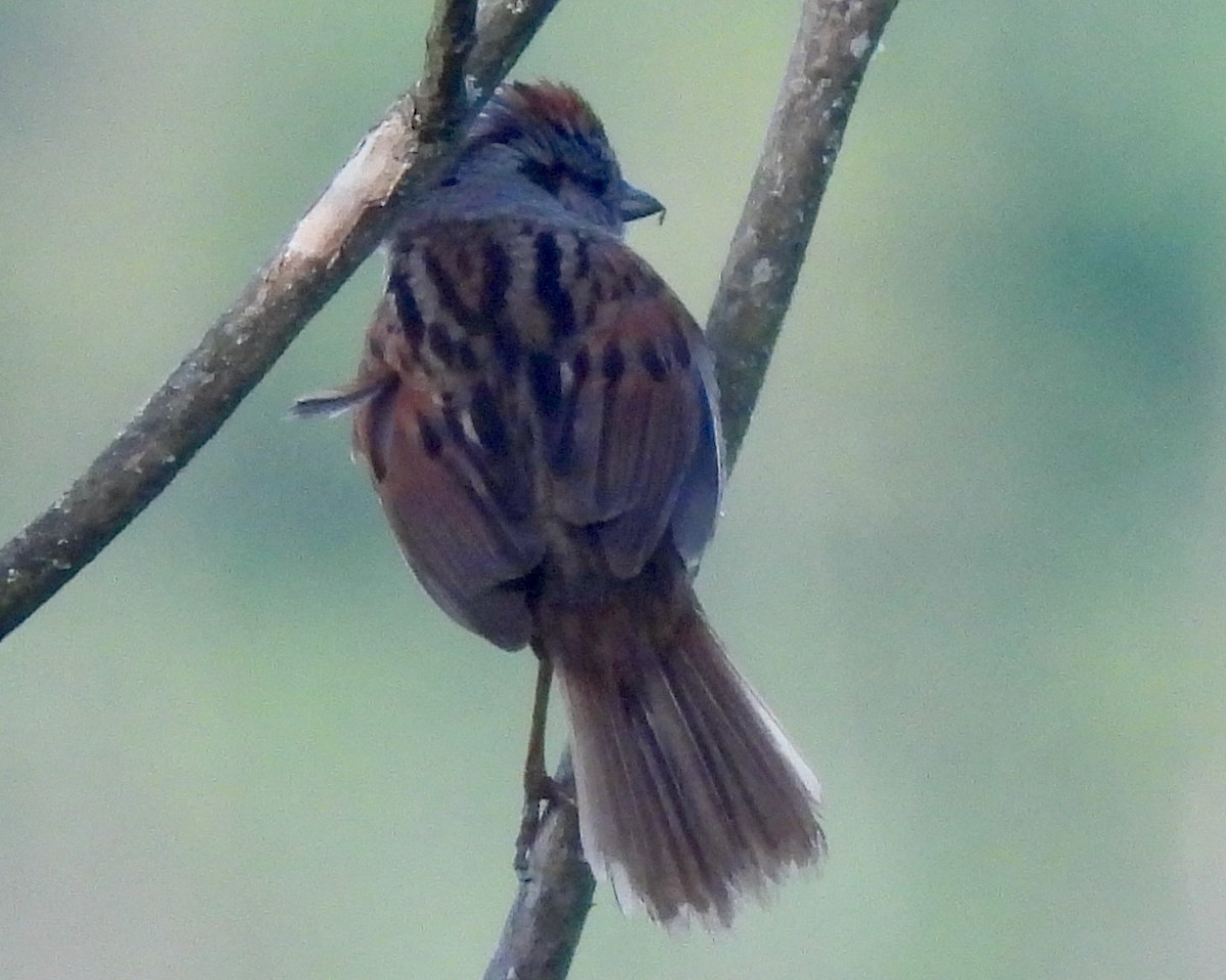 Swamp Sparrow - ML620172631