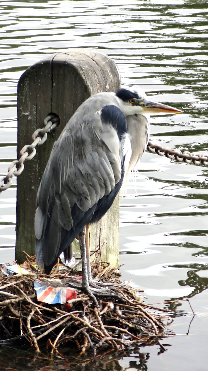 Gray Heron - ML620172632