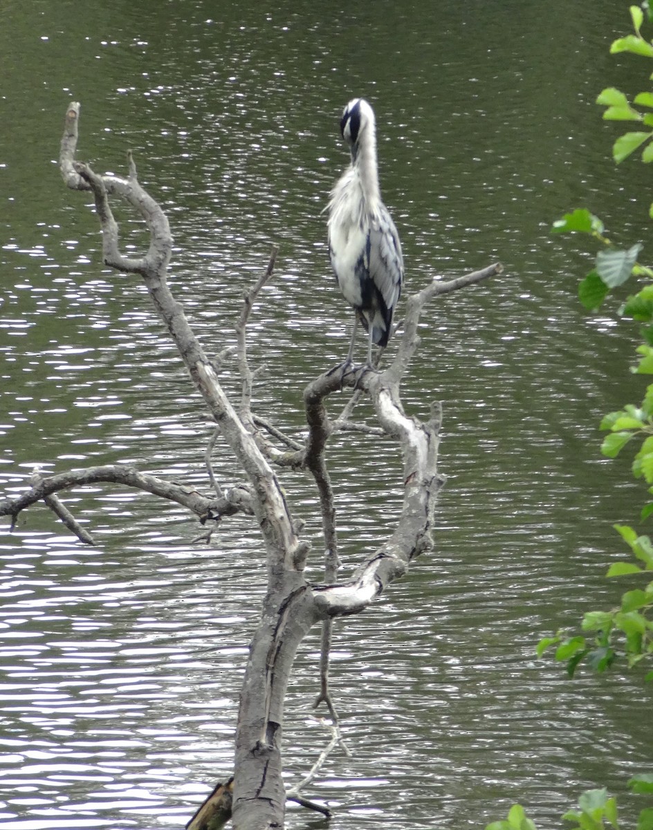 Gray Heron - ML620172635