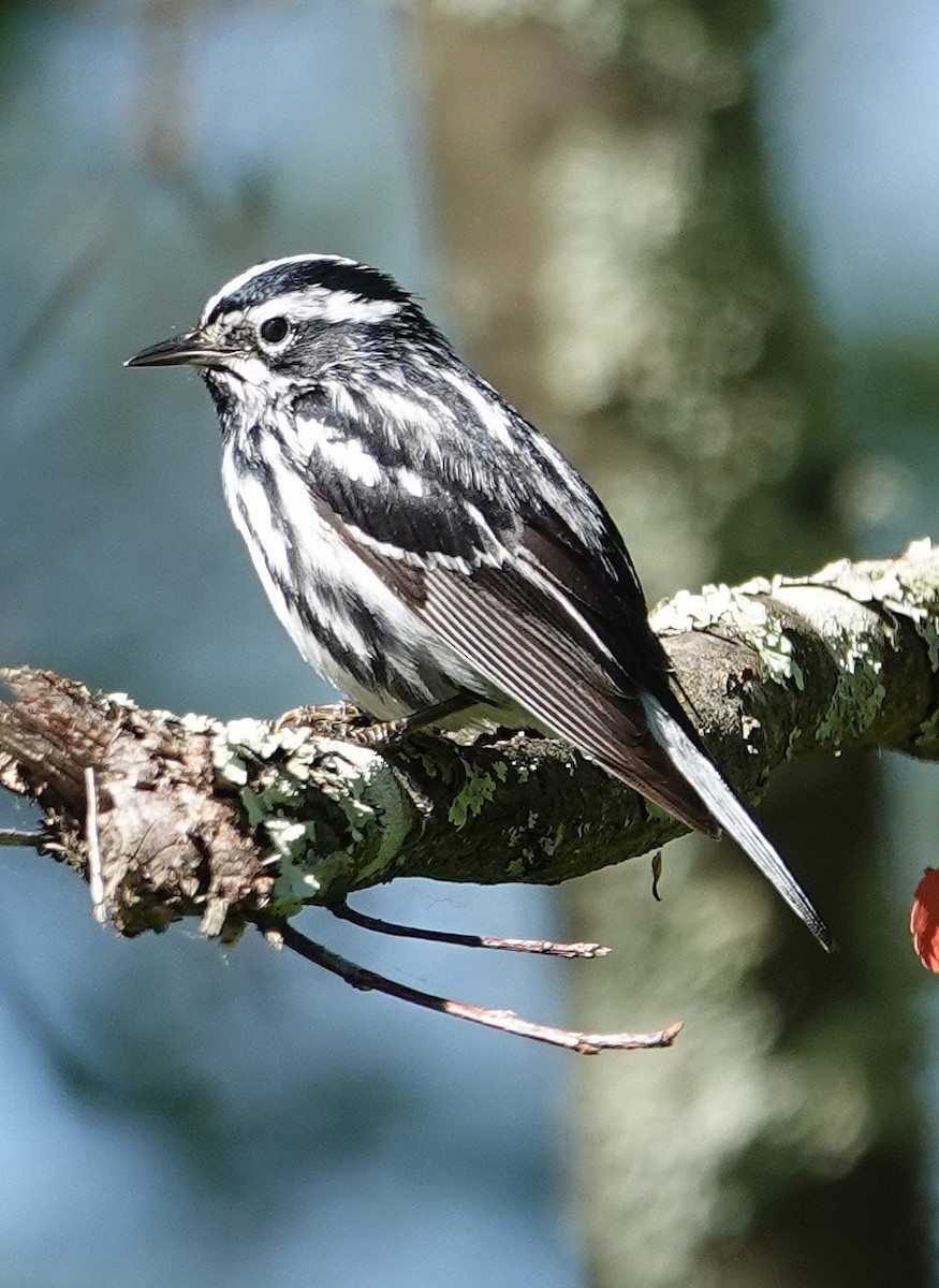 Black-and-white Warbler - ML620172638