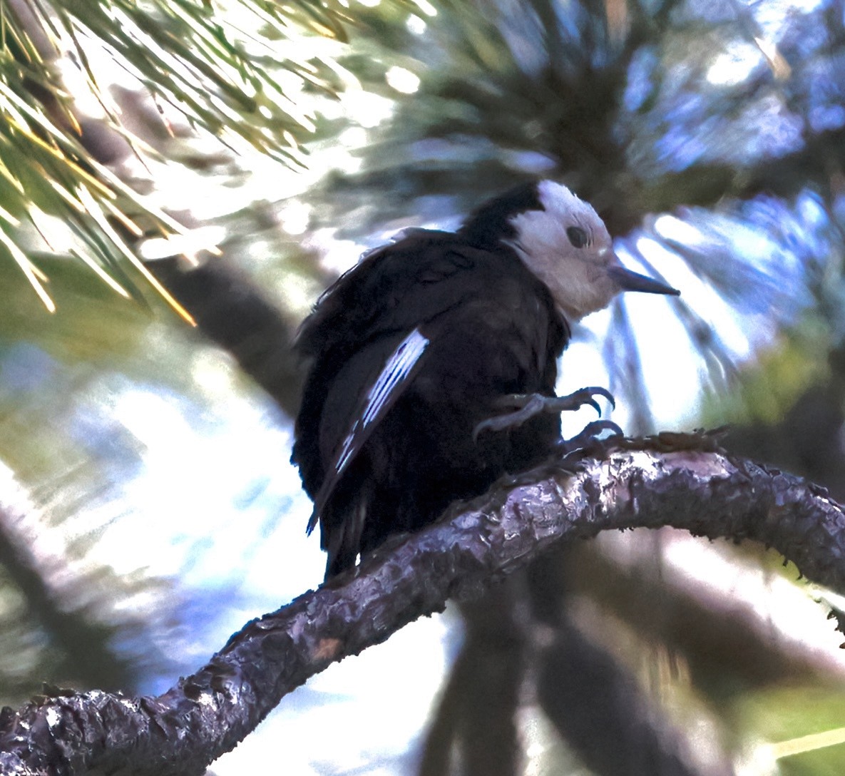 White-headed Woodpecker - ML620172645