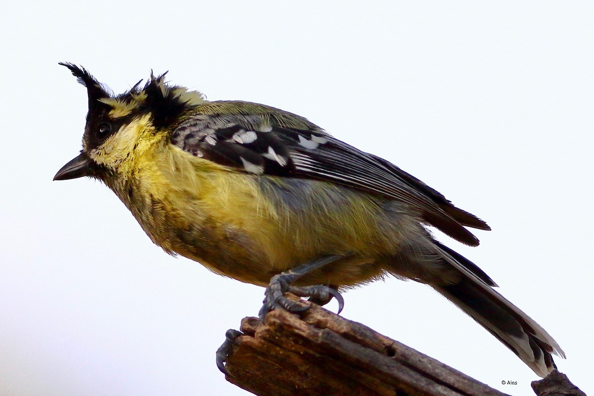 Indian Yellow Tit - ML620172648