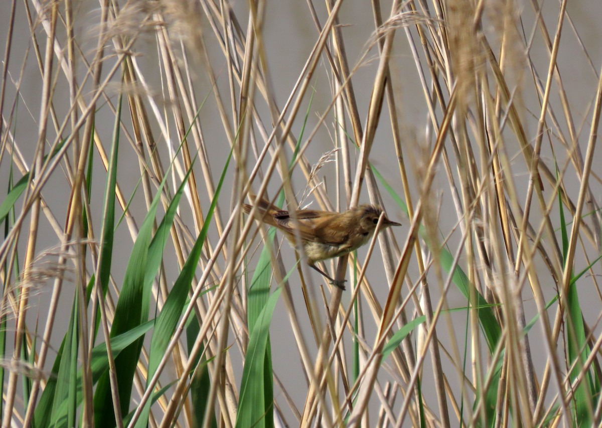 Common Reed Warbler - ML620172651