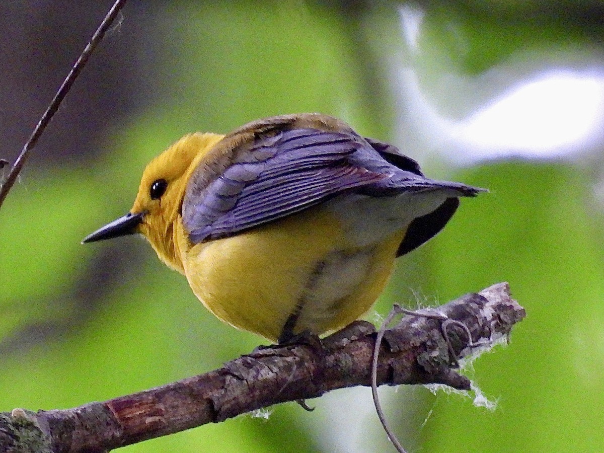 Prothonotary Warbler - ML620172652
