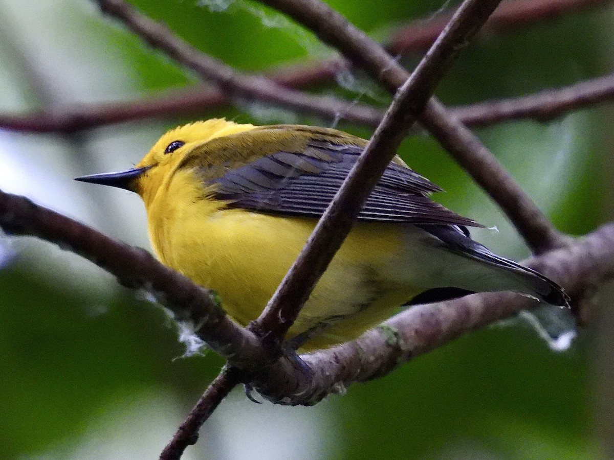 Prothonotary Warbler - ML620172653