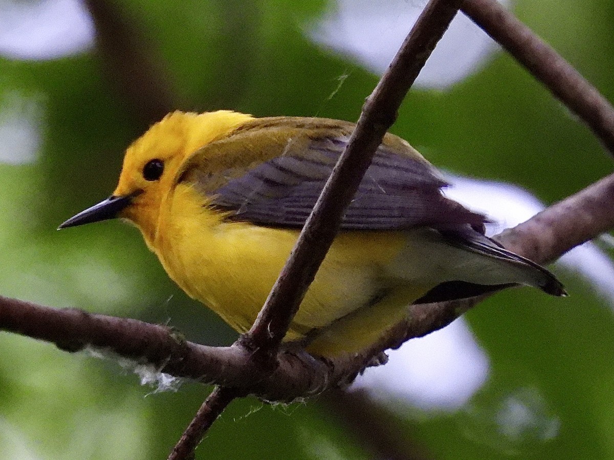 Prothonotary Warbler - ML620172654