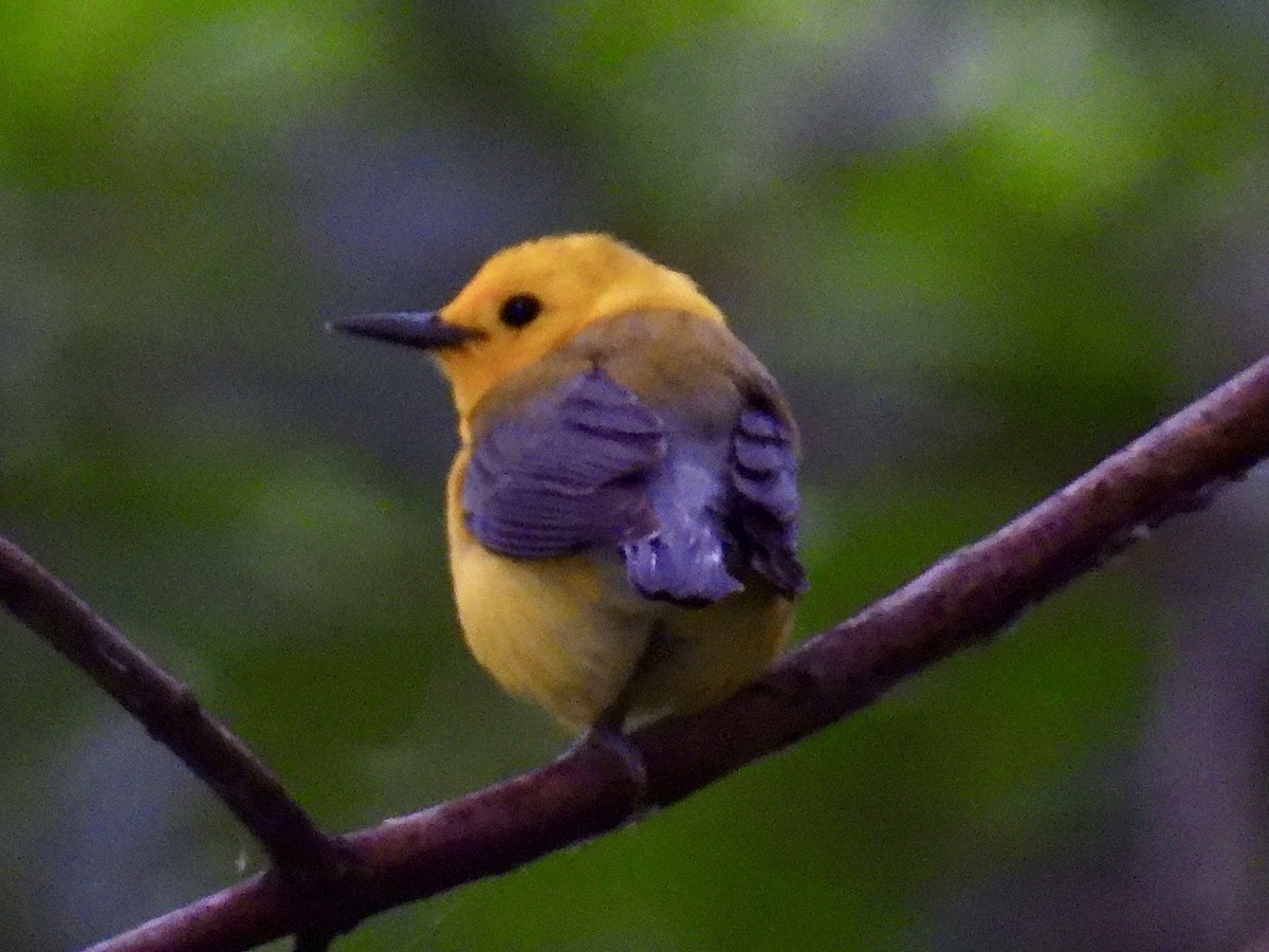 Prothonotary Warbler - ML620172655