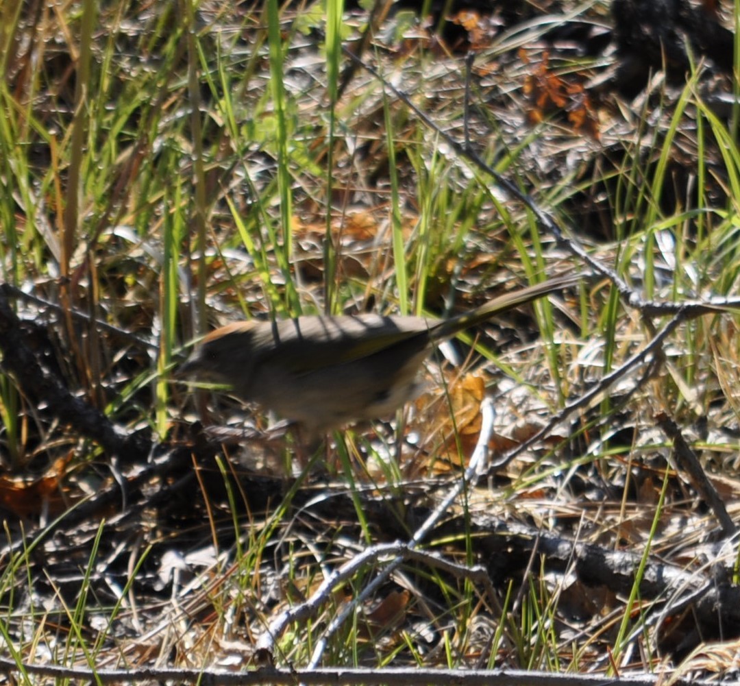 Green-tailed Towhee - ML620172681