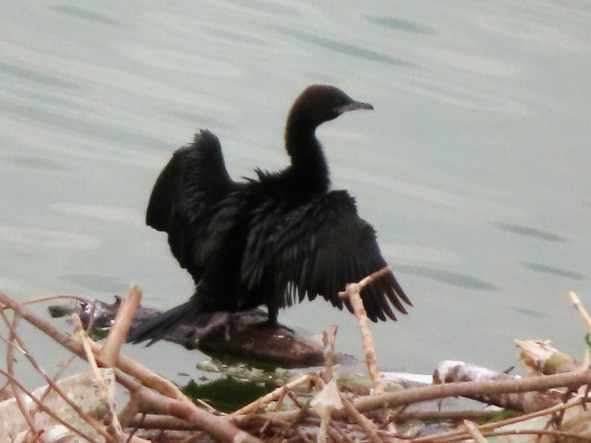 Pygmy Cormorant - ML620172683