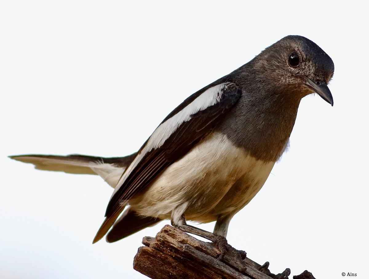 Oriental Magpie-Robin - ML620172684