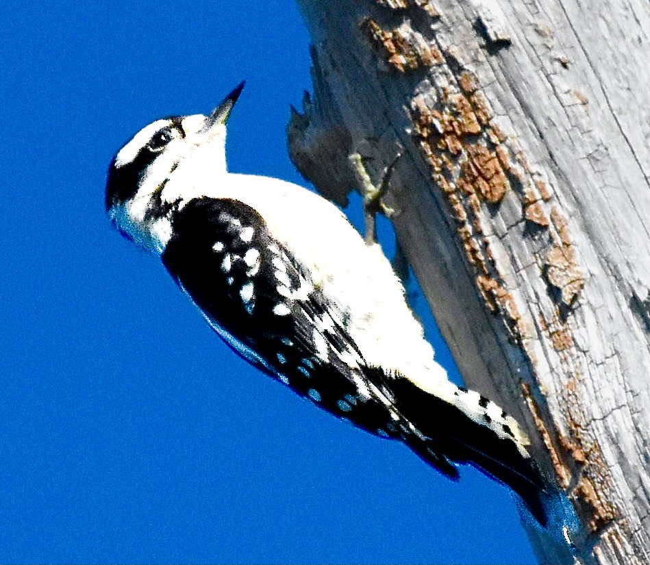 Downy Woodpecker - ML620172687