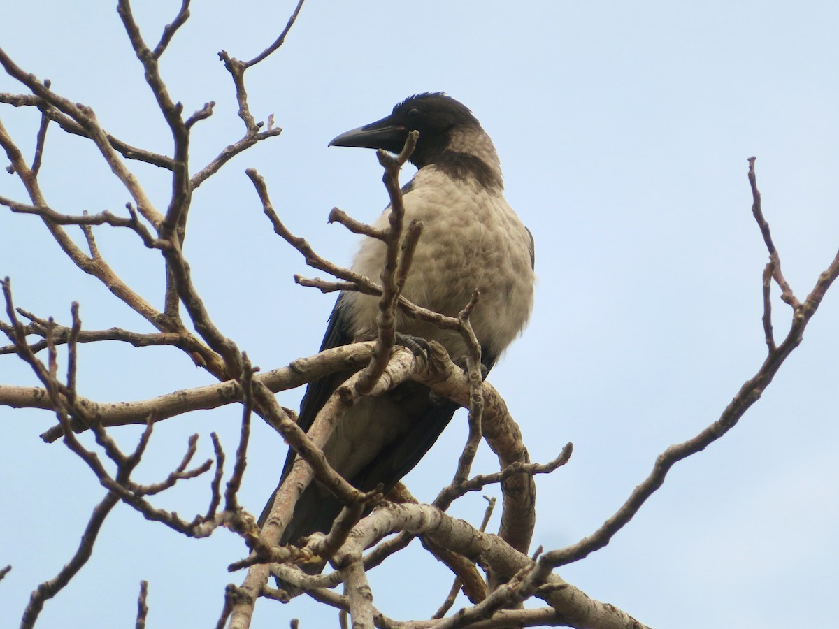 Hooded Crow - ML620172688