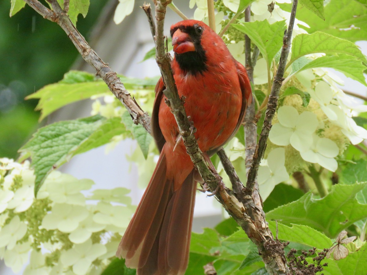 Cardinal rouge - ML620172694