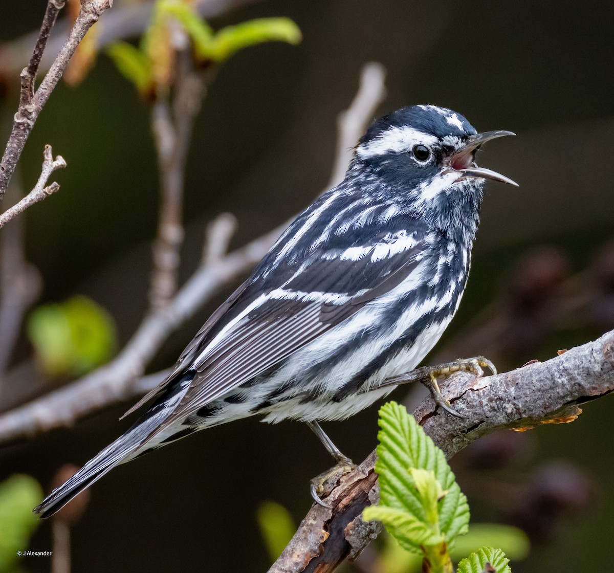 Black-and-white Warbler - ML620172695