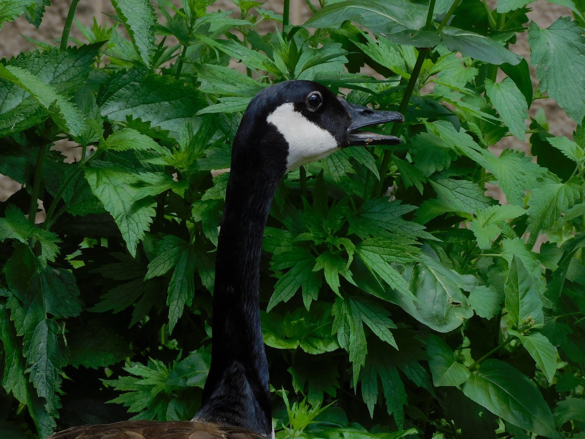 Canada Goose - ML620172698