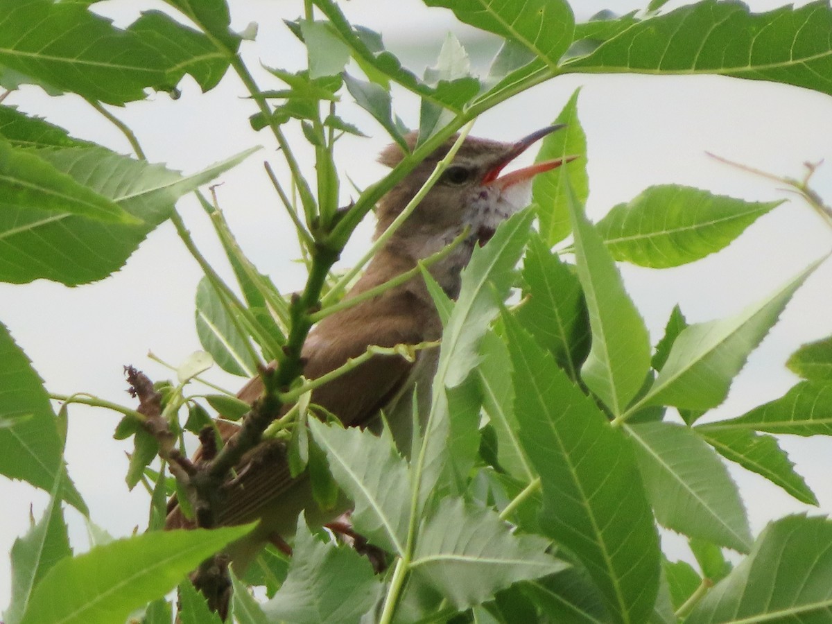 Great Reed Warbler - ML620172699