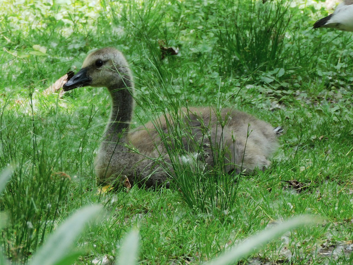 Canada Goose - ML620172700