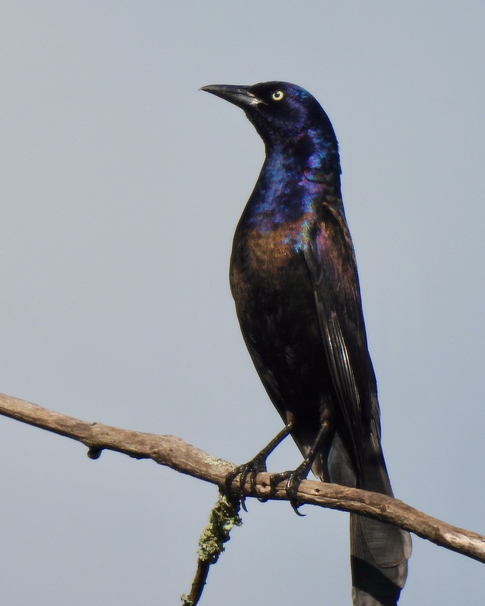 Common Grackle - ML620172709