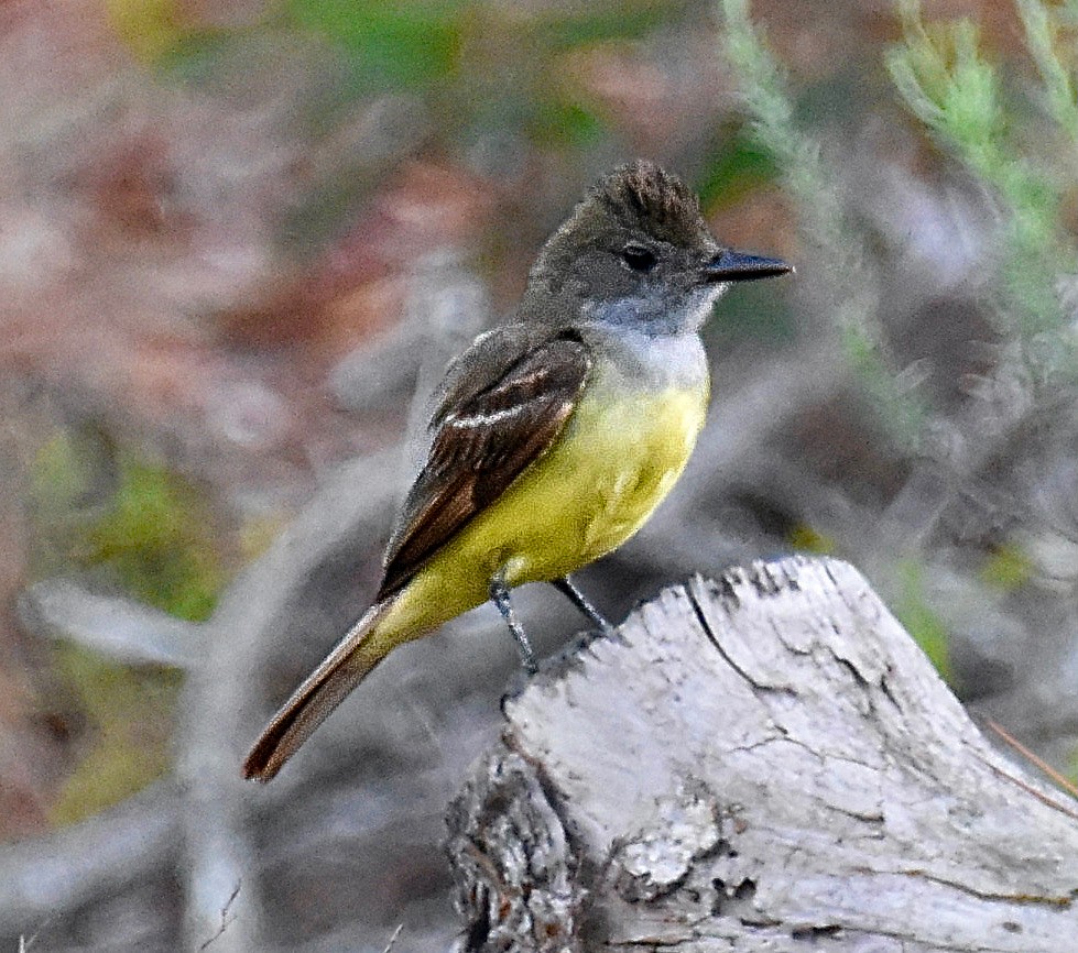 Great Crested Flycatcher - ML620172710