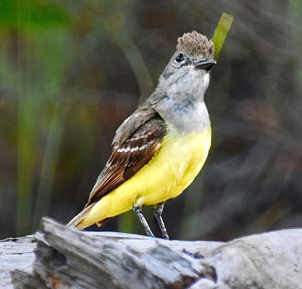 Great Crested Flycatcher - ML620172711