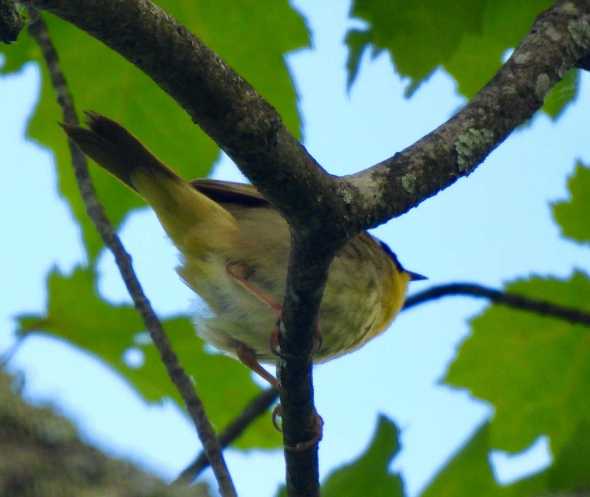 Common Yellowthroat - ML620172715