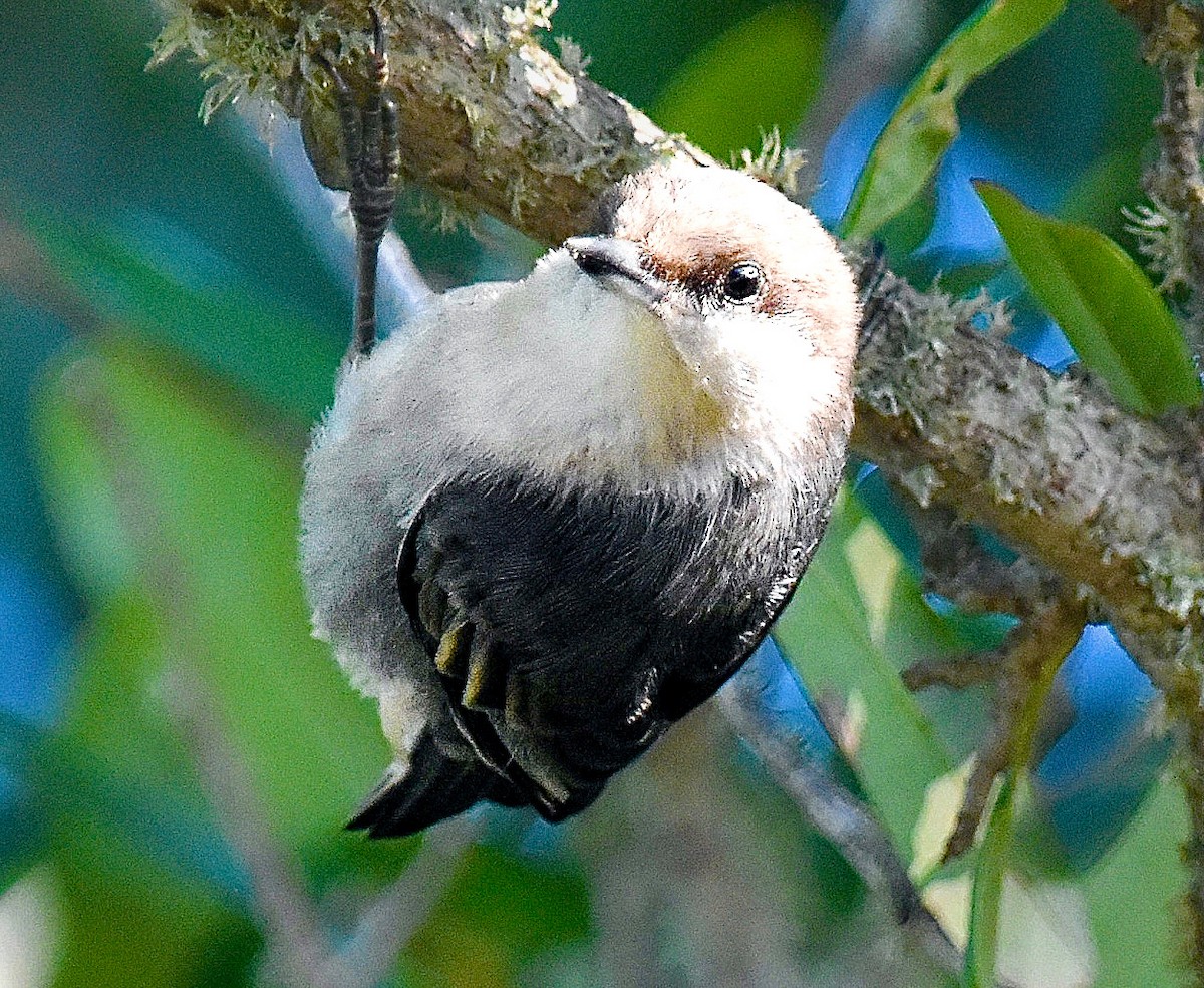 Brown-headed Nuthatch - ML620172718