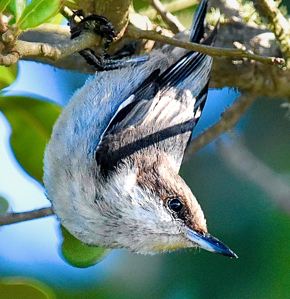 Brown-headed Nuthatch - ML620172720