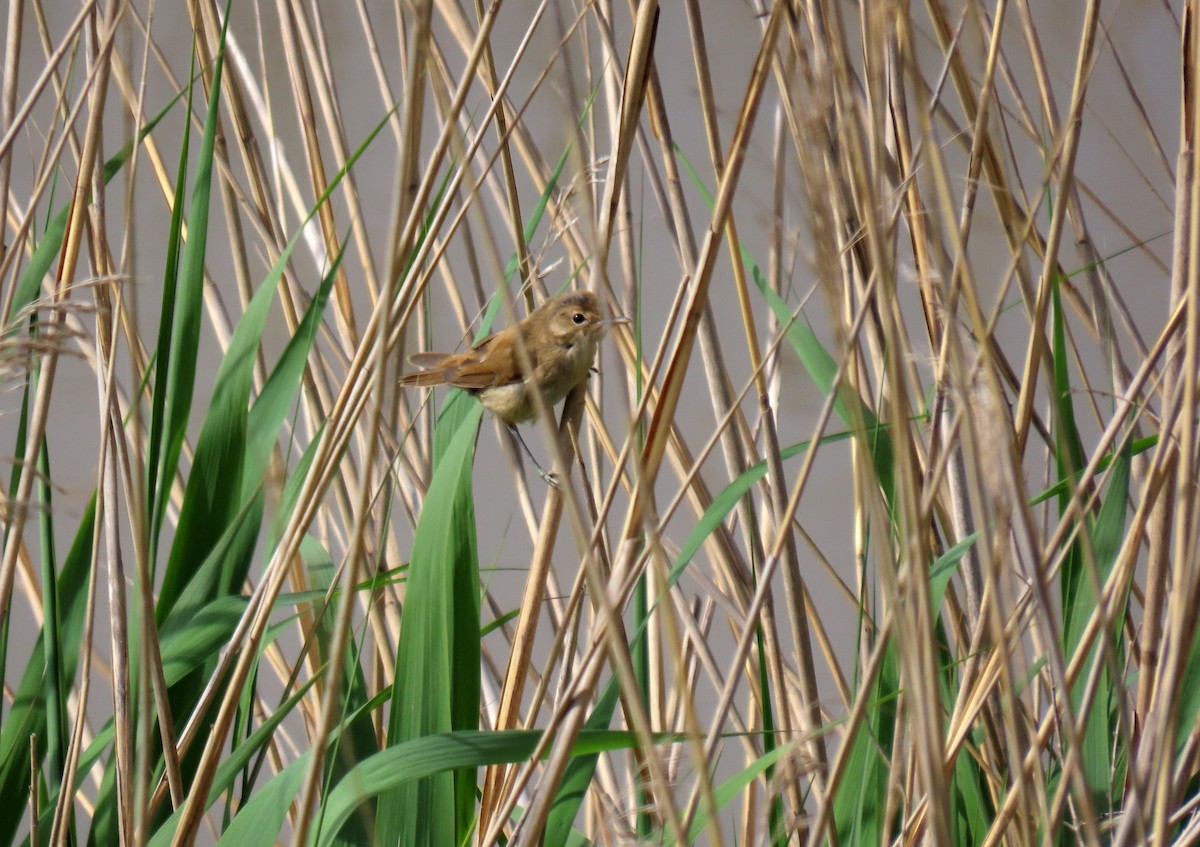 Common Reed Warbler - ML620172738