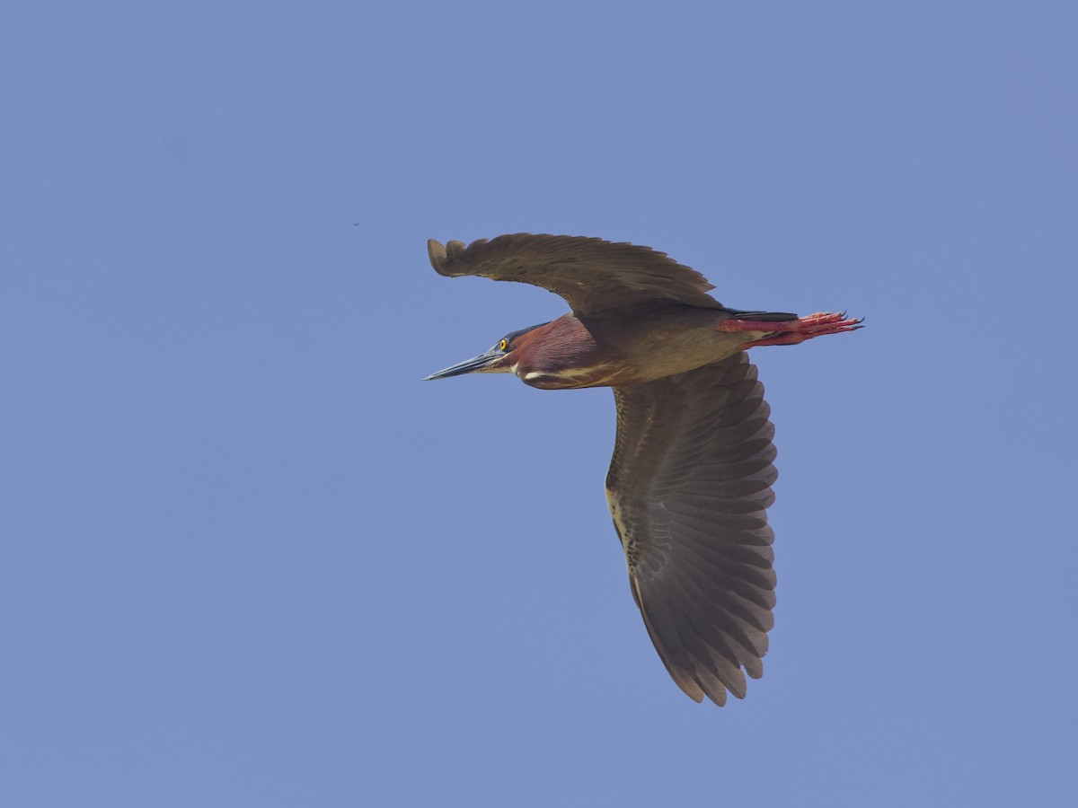 Green Heron - ML620172758