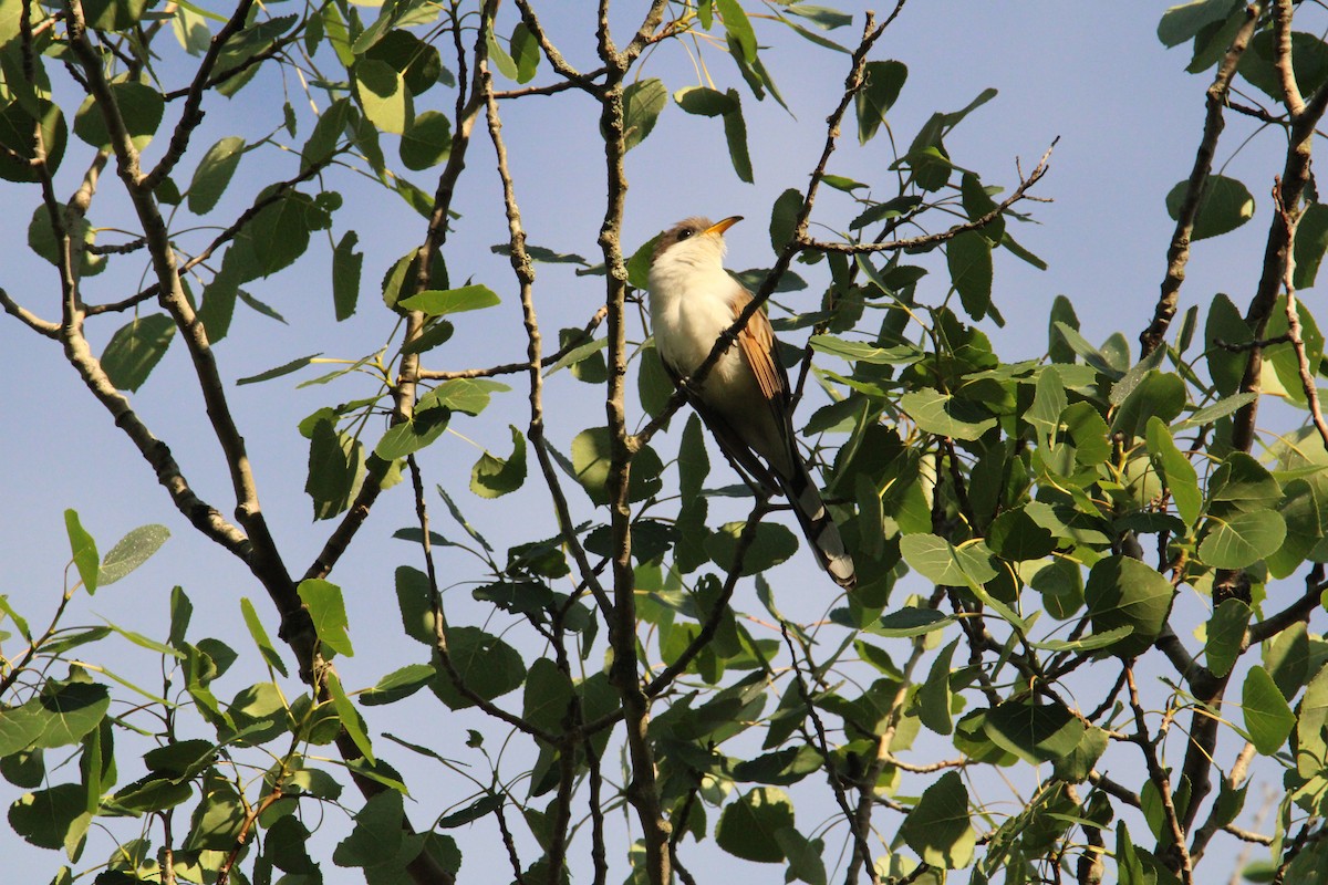 Yellow-billed Cuckoo - Kevin Wistrom