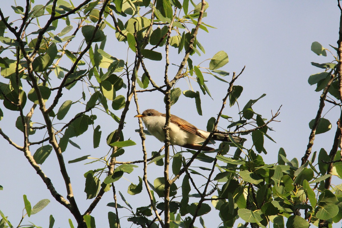 Yellow-billed Cuckoo - ML620172762