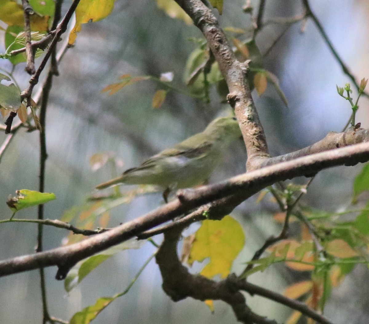 Green Warbler - ML620172770