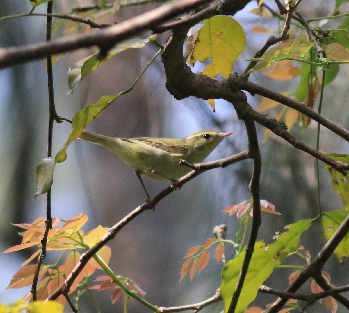 Green Warbler - ML620172775