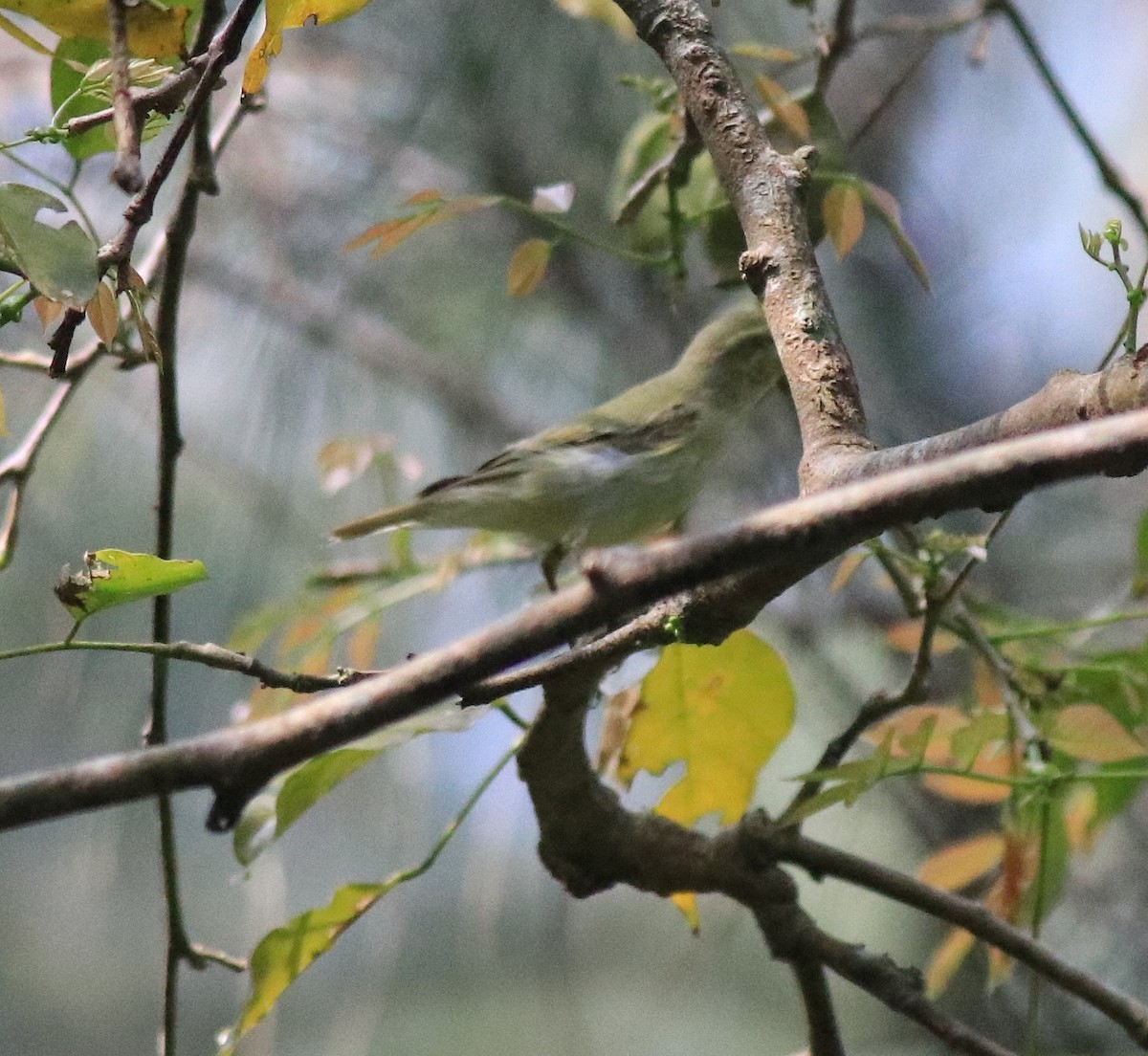 Green Warbler - ML620172776