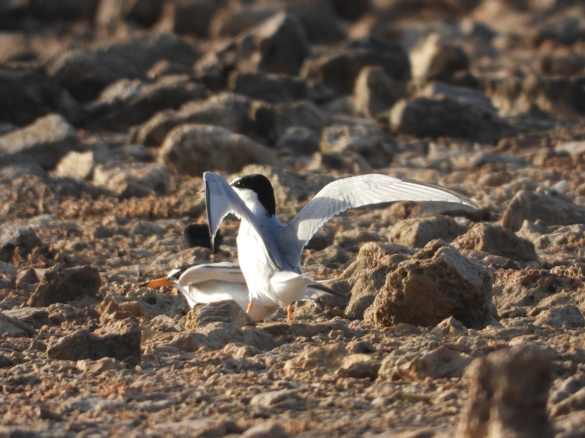 Least Tern - ML620172790