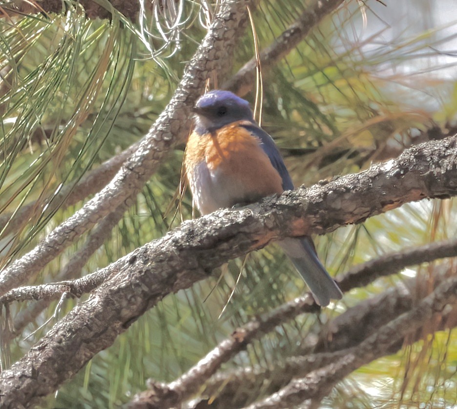 Western Bluebird - ML620172794