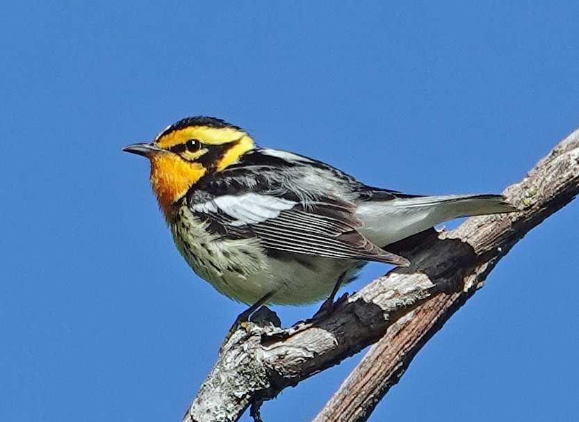 Blackburnian Warbler - ML620172795