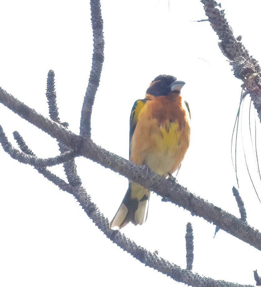 Black-headed Grosbeak - ML620172797