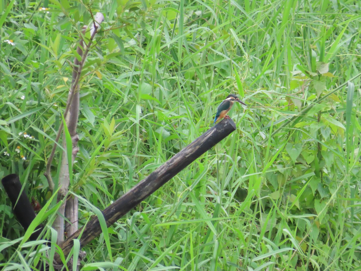 Common Kingfisher - ML620172801