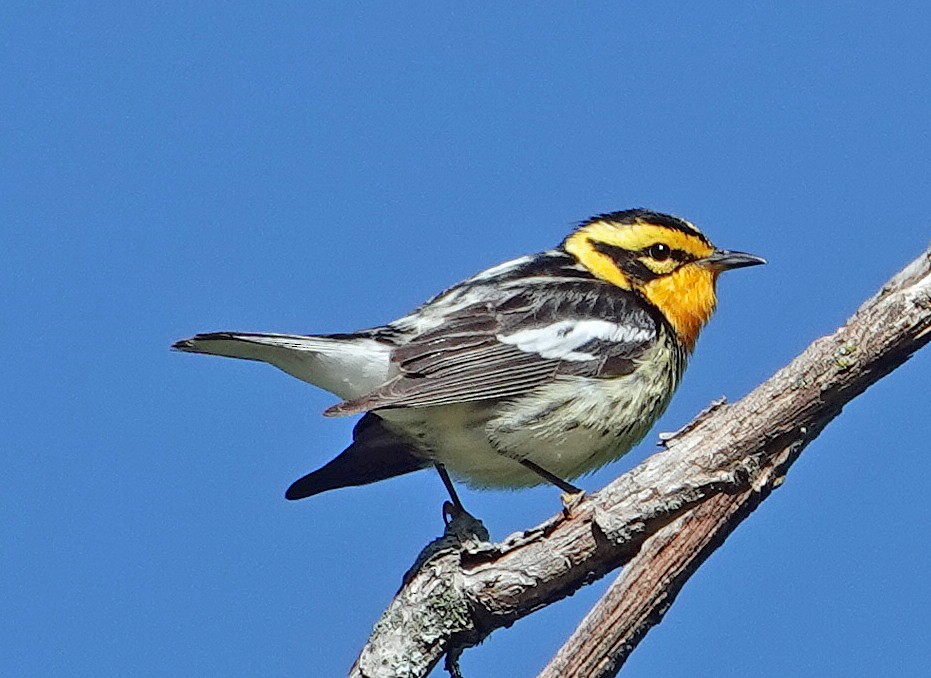 Blackburnian Warbler - ML620172804