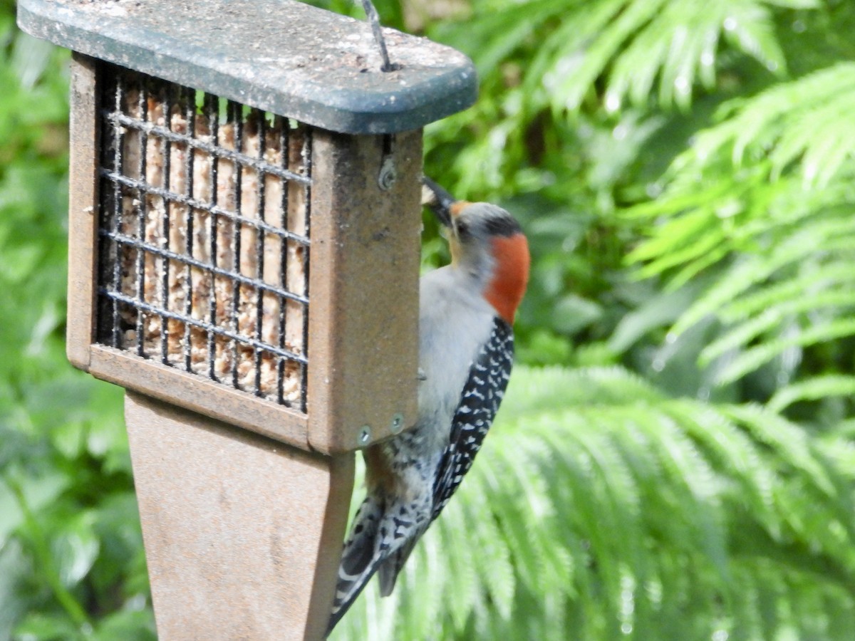 Red-bellied Woodpecker - ML620172816