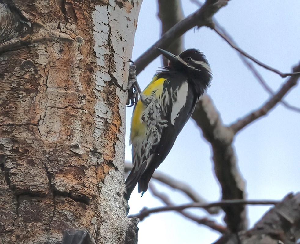 Williamson's Sapsucker - ML620172822